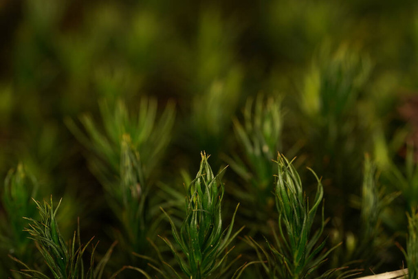 Close up of green moss on the forest floor - Φωτογραφία, εικόνα