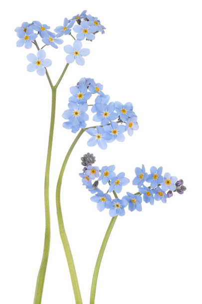 forget me not - Photo, image