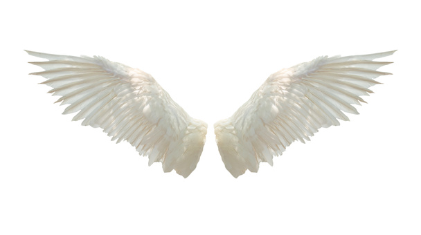 Angel wings isolated on white background with clipping part - Photo, Image
