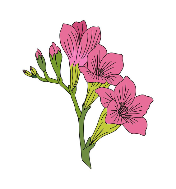 Gladiolus Αύγουστος μήνα γέννησης λουλούδι πολύχρωμο διάνυσμα εικονογράφηση. Μοντέρνο μινιμαλιστικό σχέδιο ζωγραφισμένο στο χέρι για λογότυπο, τατουάζ, συσκευασία, κάρτα, τέχνη τοίχου, αφίσα απομονωμένη σε λευκό φόντο. - Διάνυσμα, εικόνα