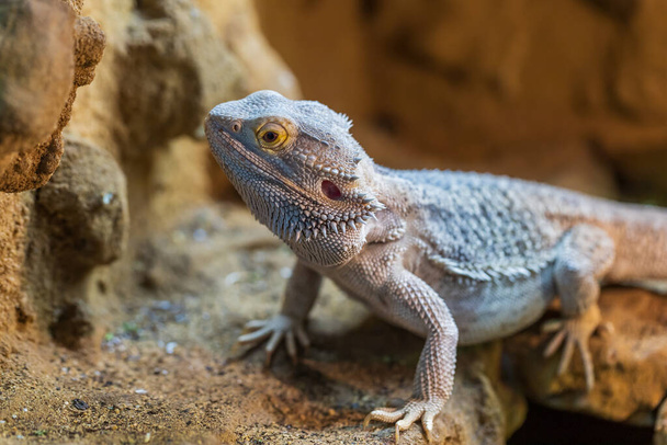 Agama australian - Pogona vitticeps - another name Agama bearded lizard in a terrarium. - Фото, зображення