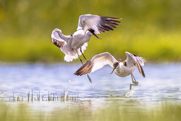 Pied avocet (Recurvirostra avosetta) walczący o granice obszaru lęgowego w siedlisku hodowlanym. Waddensea, Holandia. Scena przyrodnicza przyrody w Europie. - Zdjęcie, obraz