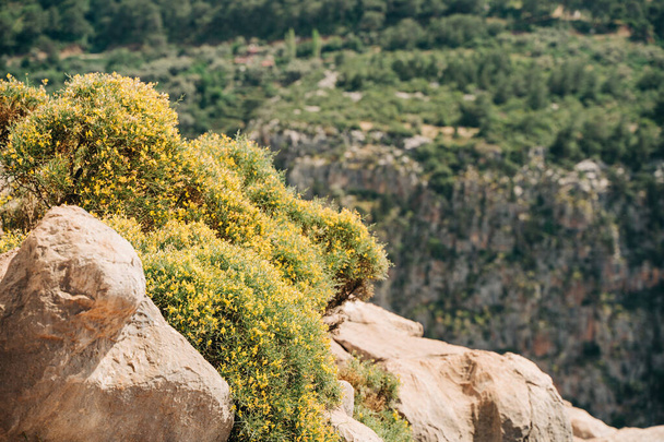 Nahaufnahme von grünem Strauch, der auf einer Felswand mit grünen Bergen im Hintergrund wächst, Leerraum kopieren. - Foto, Bild