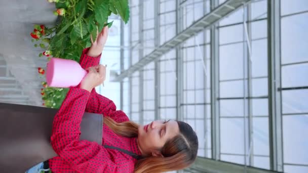 Bella imprenditrice giovane donna asiatica in piedi e annaffiare le piante di fragole in fattoria in serra, coltivazione orticola, femmina che fa agricoltura per il raccolto, concetto di piccola impresa. - Filmati, video
