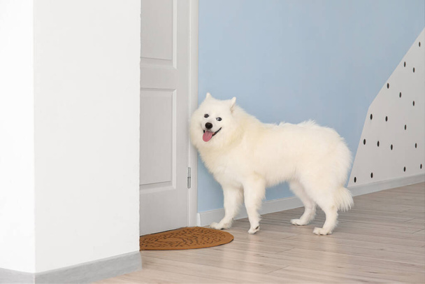 Cão bonito Samoyed perto da porta no salão - Foto, Imagem