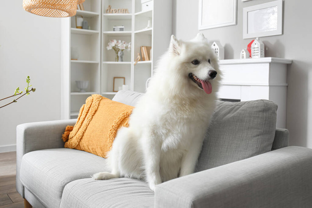 白いSamoyed犬座っています上のソファに家 - 写真・画像