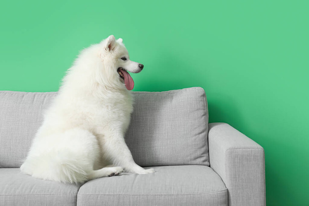 Bílý Samoyed pes sedí na pohovce u zelené zdi - Fotografie, Obrázek