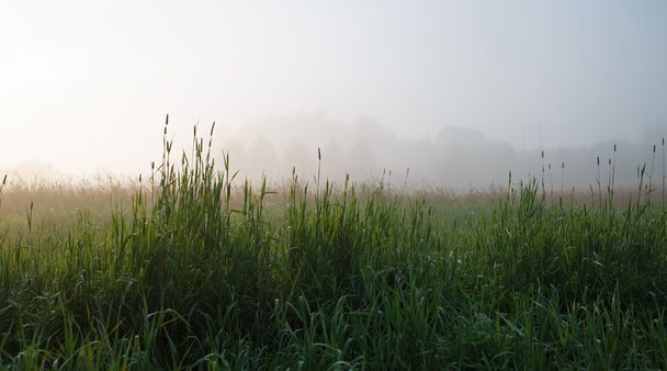 trawa we mgle - Zdjęcie, obraz