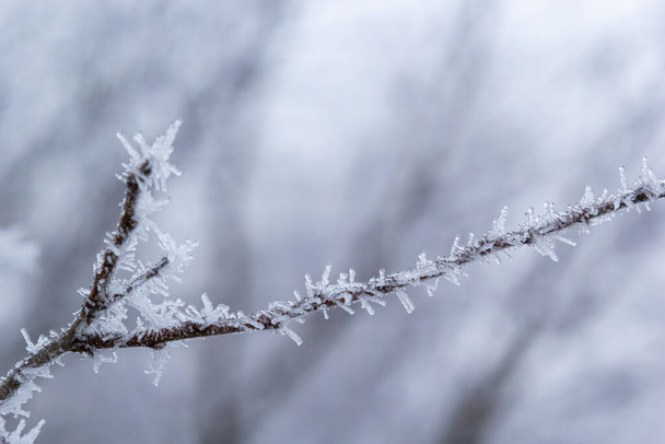 Frost on a branch, white frost crystals on a branch. Frosty foggy morning in winter, frosty weather. - Fotó, kép