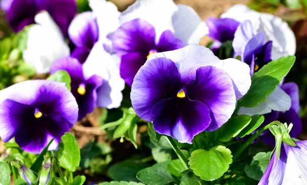 various Garden Flowers, Garden violets. - Photo, Image