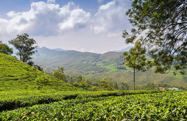 Jardins de chá em Munnar, Kerala, Índia - Foto, Imagem