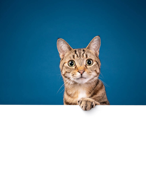 Cute tabby kot za pomocą łapy trzymać czystą białą tablicę wiadomości na niebieskim tle. Skopiuj miejsce na tekst. - Zdjęcie, obraz