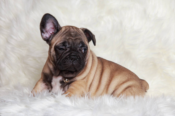 Close-up french bulldog puppy on a fur blanket - Valokuva, kuva