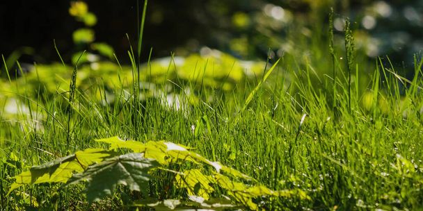 closeup of grass in the forest. organic nature background in spring - Fotoğraf, Görsel