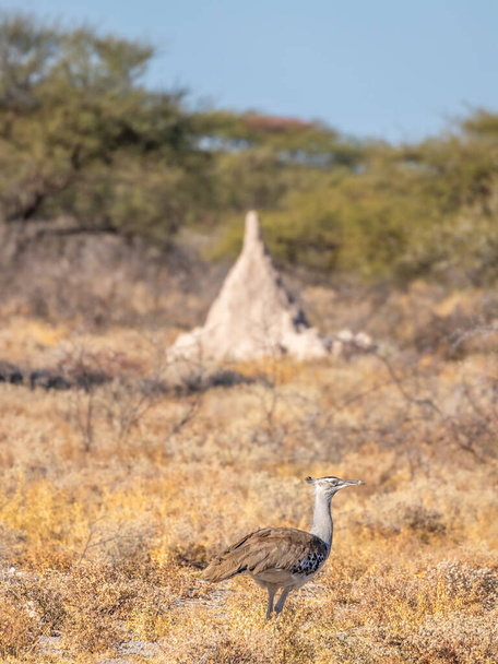 Bustard kori (Ardeotis kori) spacerujący w sawannie, Rezerwat Gier Onguma (sąsiad Parku Narodowego Etosha), Namibia. - Zdjęcie, obraz