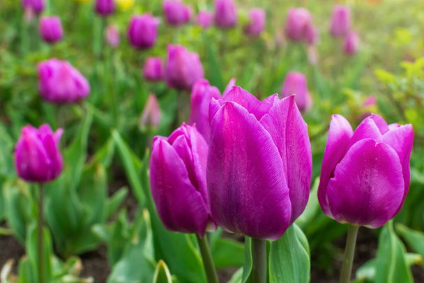 Fialový tulipán. pole tulipánů. kvetoucí tulipánové pupeny na jaře - Fotografie, Obrázek