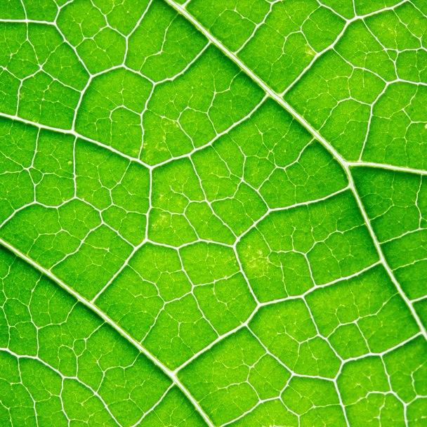 tło zielony liść - Zdjęcie, obraz