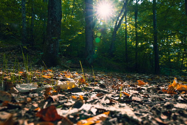 Fallen leaves on the ground and sunlight with trees in the forest. Earth Day background photo. - Fotoğraf, Görsel