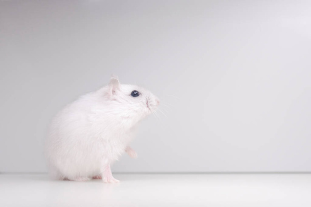 white hamster with a raised paw on a white background, pets - Foto, Imagem