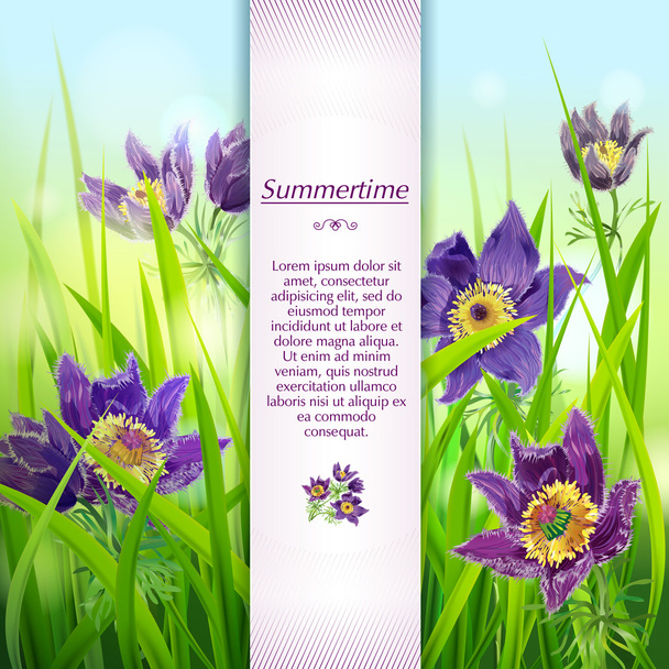 Lilac sleep-grass flowers - Vector, Image