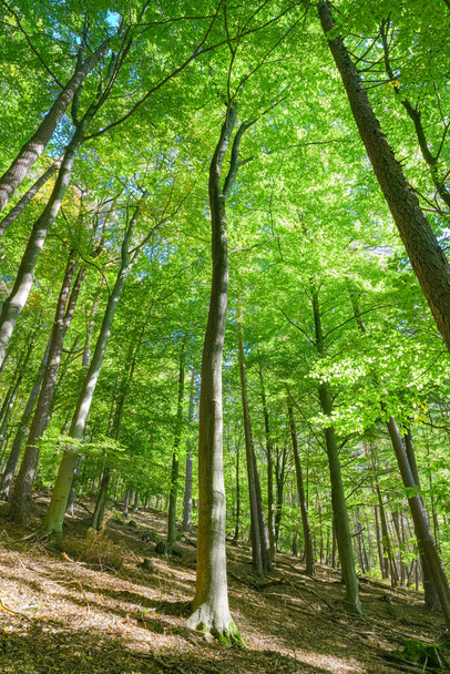 Φυσικό δάσος οξιάς φωτίζεται από ηλιαχτίδες, βιωσιμότητα - Φωτογραφία, εικόνα