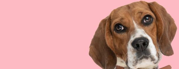 beautiful little beagle puppy with big eyes looking up on pink background in studio - Photo, Image