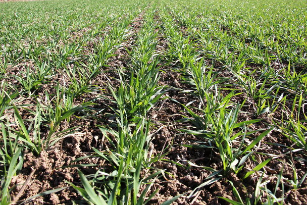 Good sowings of winter wheat in the spring farm fiel - Photo, Image