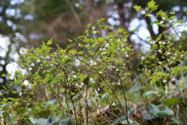  Rubus palmatus blüht. Rosaceae Laubbaum. Weiße Blüten blühen von März bis Mai nach unten, und reife orangefarbene Beeren im Juni sind süß und köstlich. - Foto, Bild
