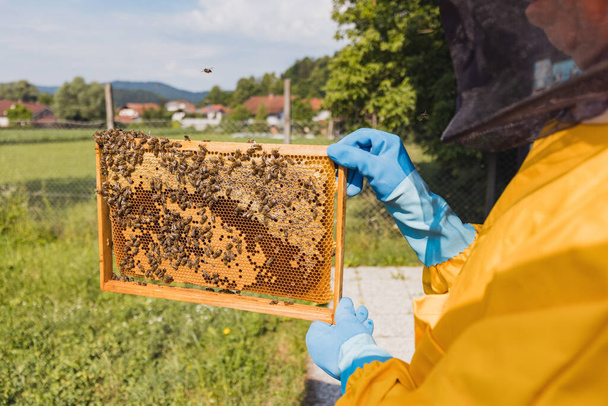 Beekeeper in yellow protective gear holding hive frame with honeycomb, showing capped honey and brood cells - Photo, image