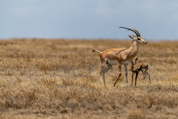 Wild Thomsons gazelles in serengeti national park. High quality photo - Fotoğraf, Görsel