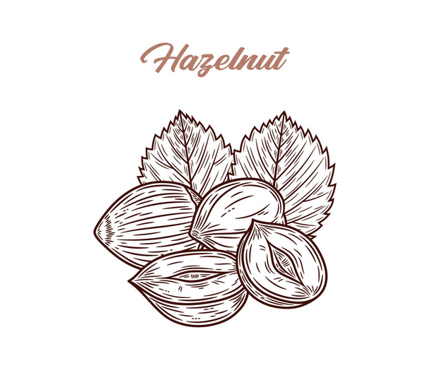 Vector hazelnut hand-drawn illustration, hazelnut seeds, shell and leaves - Vector, imagen
