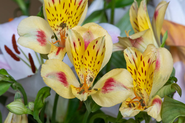 Жовті перуанські лілії (альстромерія) цвітуть. - Фото, зображення