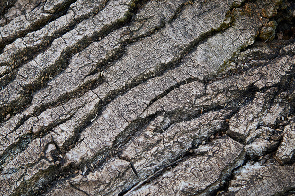 Textura natural ou pano de fundo: detalhe da casca da árvore - Foto, Imagem