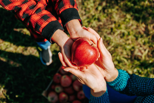 Nuoret lapset nyppivät hienovaraisesti kypsän punaisen omenan hedelmätarhan puusta. Lasten kädet kiinni punaisen ja vihreän omenan ympärillä, juuri poimittu puusta hedelmätarhassa.. - Valokuva, kuva