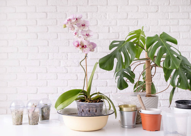 Весняні сезонні захоплення. Пересаджувати і поливати рослини орхідеї. Домашнє озеленення, розведення орхідей
. - Фото, зображення
