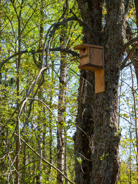 Drewniany domek dla ptaków przybity do drzewa w lesie. Piękna przyroda. - Zdjęcie, obraz