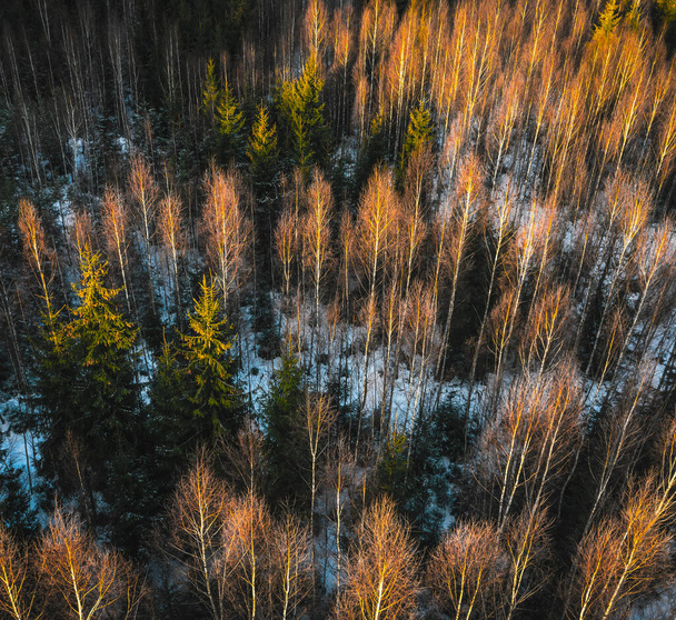 Draufsicht auf den Wald. Kiefern und kahle Abschläge im Sonnenlicht. Winterlandschaft - Foto, Bild