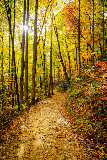 Scenic hiking trail in a forest near Asheville, North Carolina - Foto, imagen