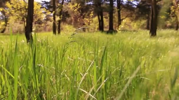Bright green grass. Animal view.  Slow motion - Footage, Video