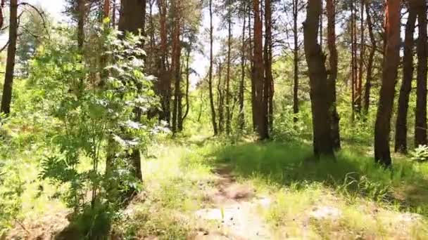 Spaziergang auf dem Wald bei hellem Tag. Schwebebalken-Schießen - Filmmaterial, Video
