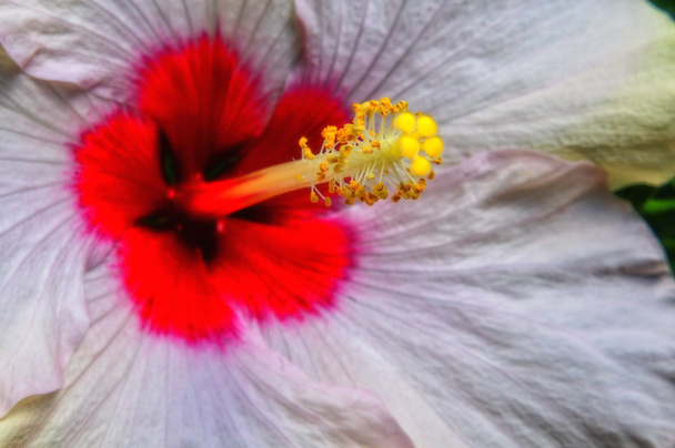 Hibiscus platte sluiten - Foto, afbeelding