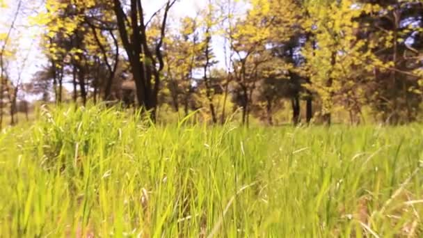 Яскрава трава в деревині Стейдікам гладкий дріб. Повільний рух
 - Кадри, відео