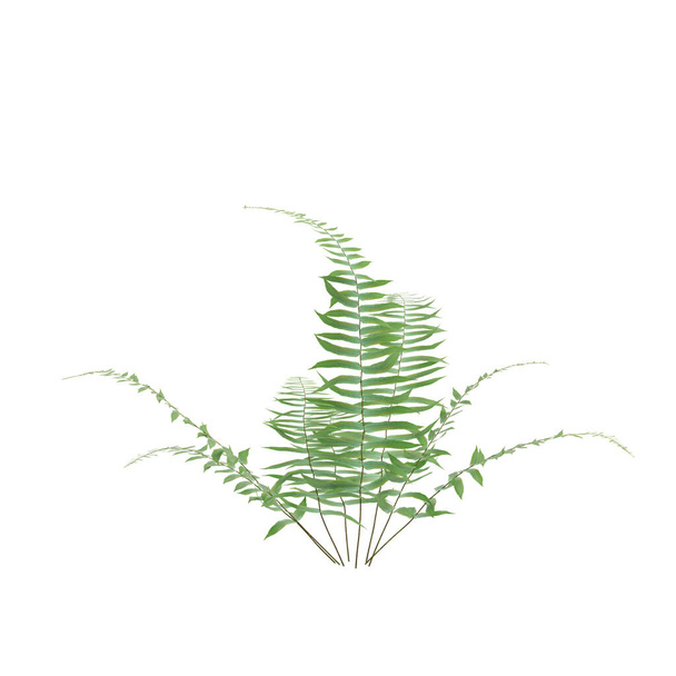 3d illustration of fern bush isolated on white background - Fotó, kép