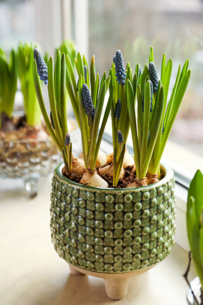 Spring is coming. Beautiful bulbous plants on windowsill indoors - Foto, Bild