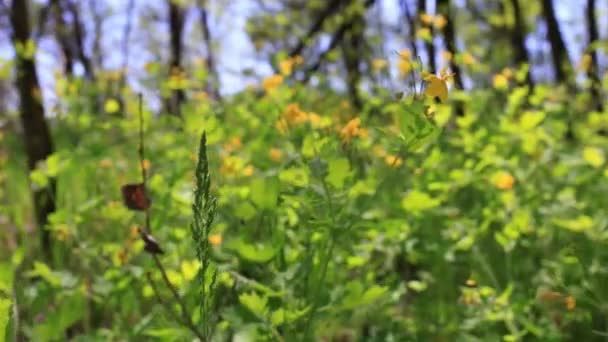 Charm of the spring wood. Yellow flowers. Slow motion - Footage, Video