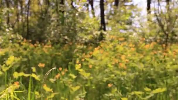 Bright yellow flowers in  wood. Steadicam shot - Materiaali, video