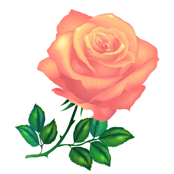 Orange rose flower - Vector, Image
