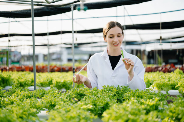Researcher in white uniform are checking with ph strips in hydroponic farm and pH level scale graphic, science laboratory greenhouse concept.  - Foto, Imagem