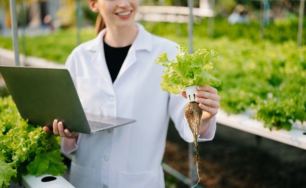 Researcher in white uniform are checking with ph strips in hydroponic farm and pH level scale graphic, science laboratory greenhouse concept.  - Фото, зображення