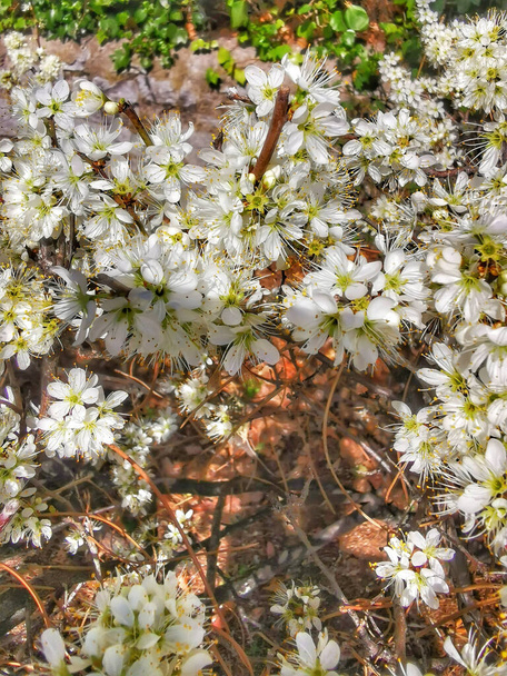 (saxifraga) plant with small white flowers - Photo, Image